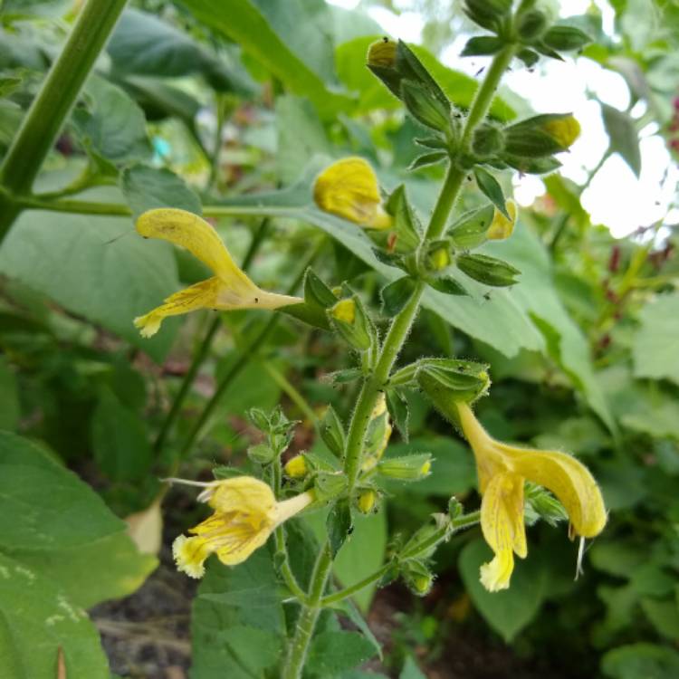 Plant image Salvia Glutinosa