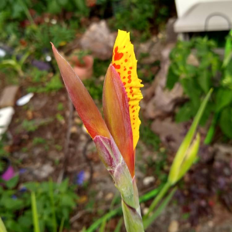 plant image 1304868