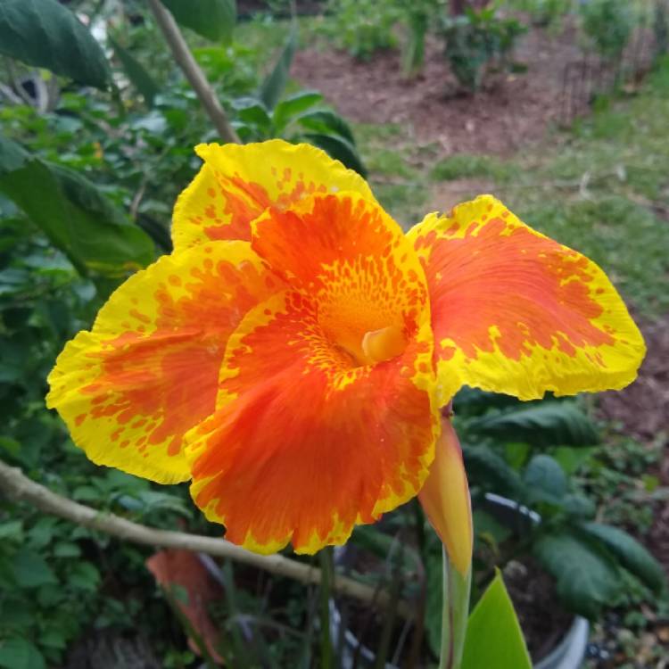 plant image 1305995