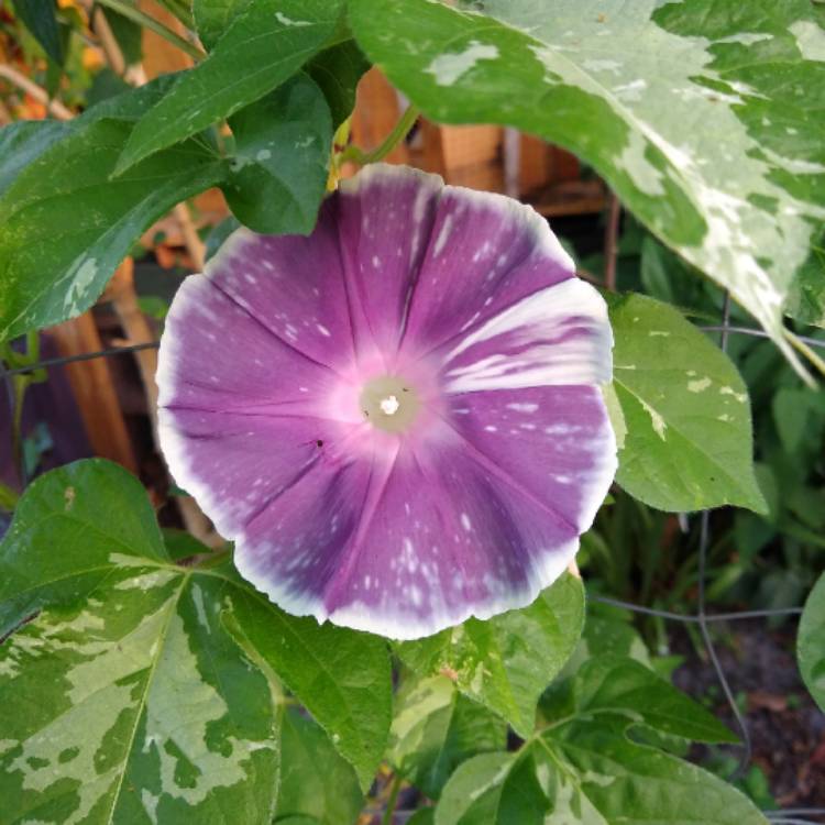 plant image 1307700 plant image 1307700