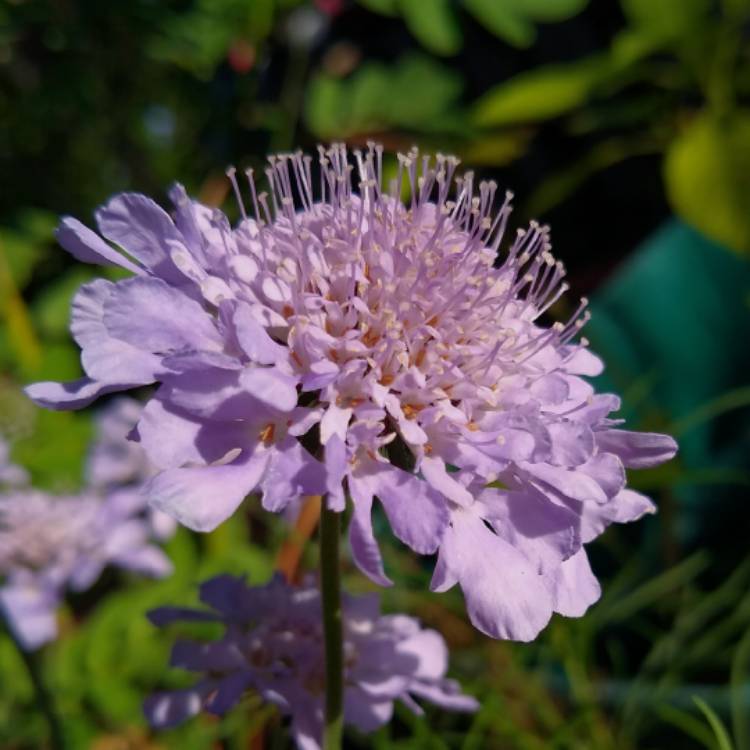 plant image 1307761 plant image 1307761