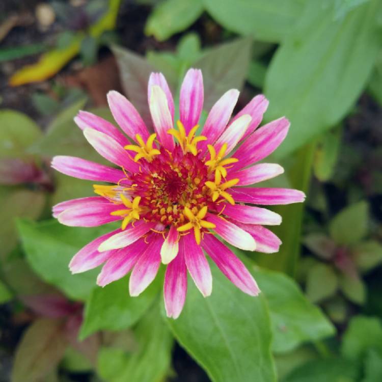 plant image 1309313 plant image 1309313