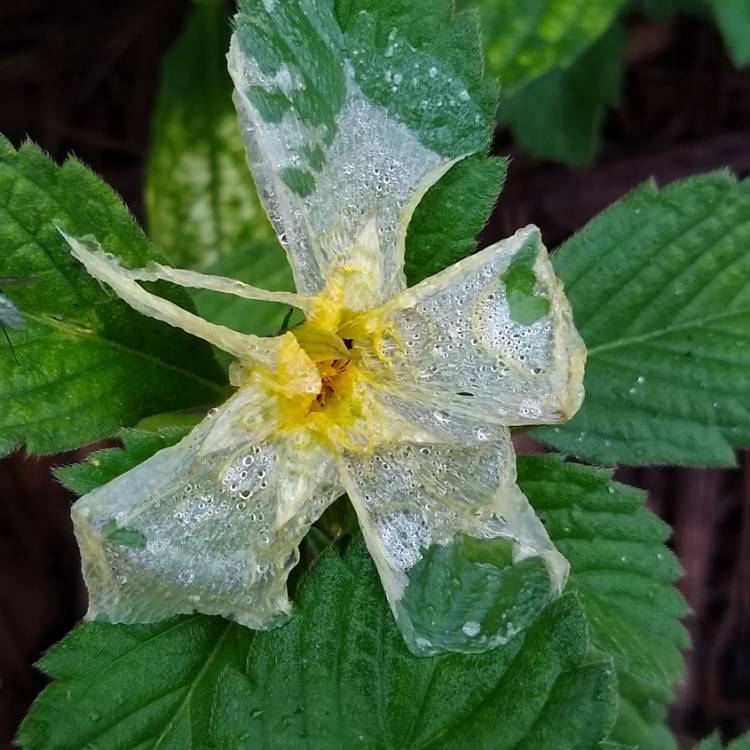 plant image 1311245