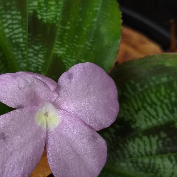 plant image 1319219
