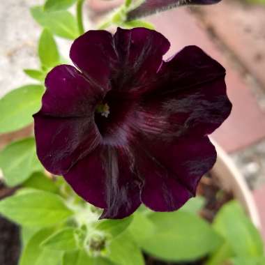 Petunia 'Back To Black'