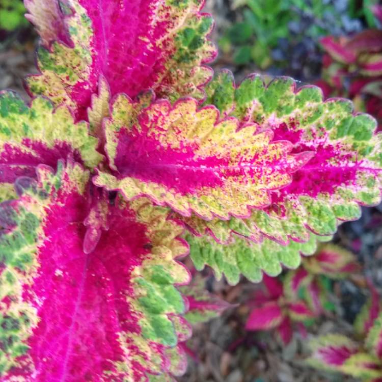 plant image 1322191 plant image 1322191
