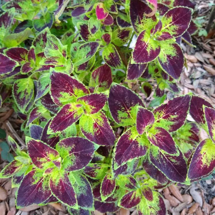 plant image 1322193 plant image 1322193