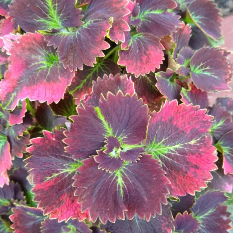 plant image 1322197 plant image 1322197