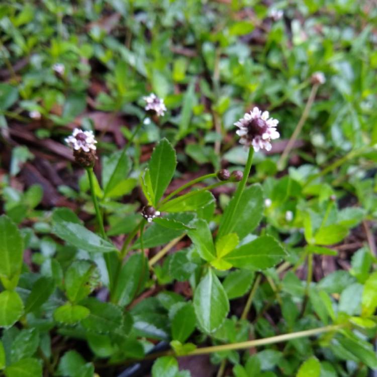 plant image 1322595