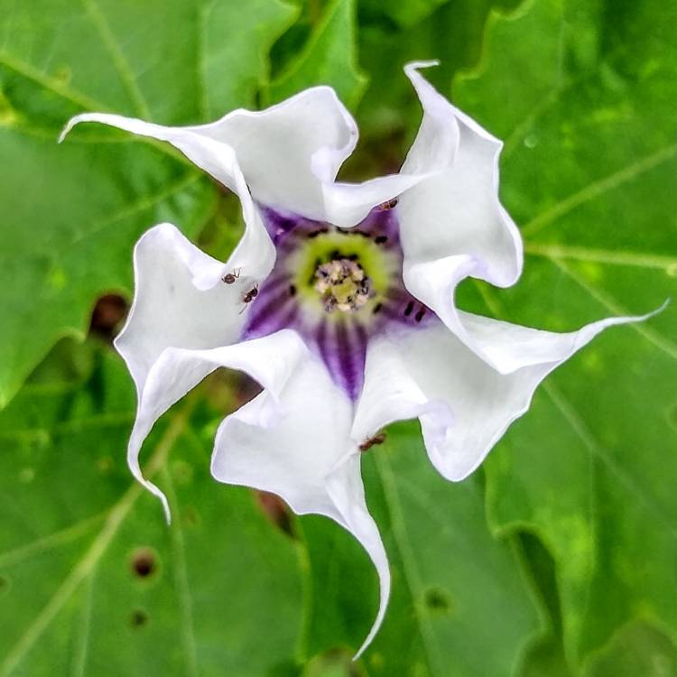 Plant image Datura Stramonium 'La Fleur Lilac'
