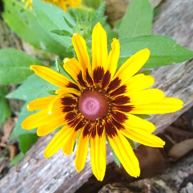 plant image 1329880