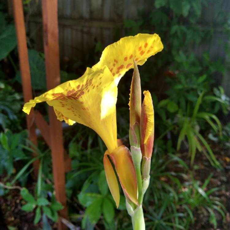 plant image 1329889