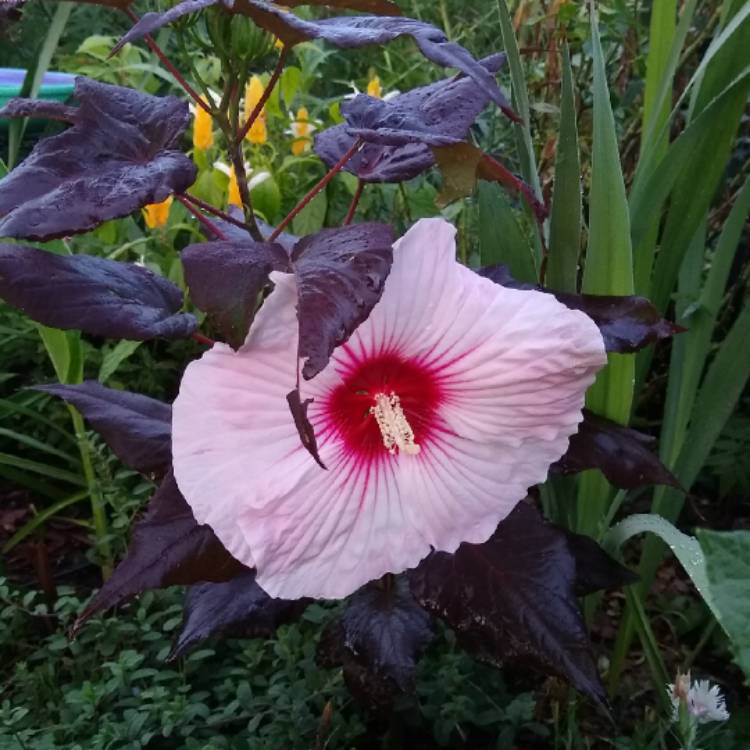 plant image 1338404 plant image 1338404