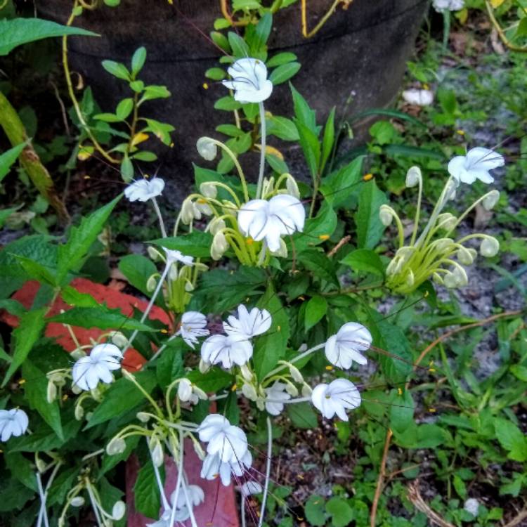 plant image 1338413 plant image 1338413