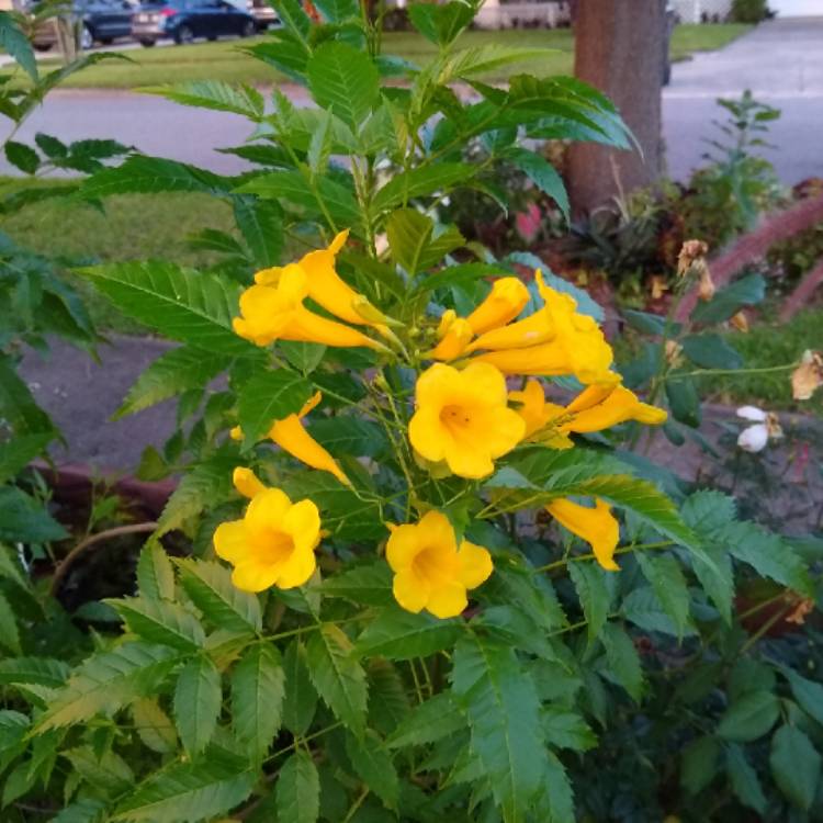 Tecoma Stans Yellow Trumpetbush Uploaded By Treefrog44