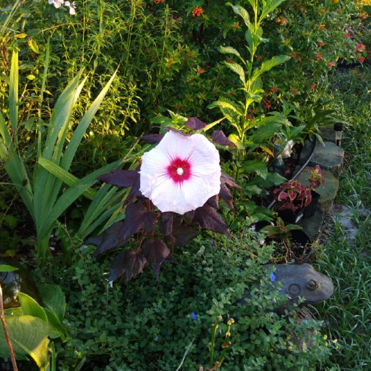 plant image 1346374 plant image 1346374