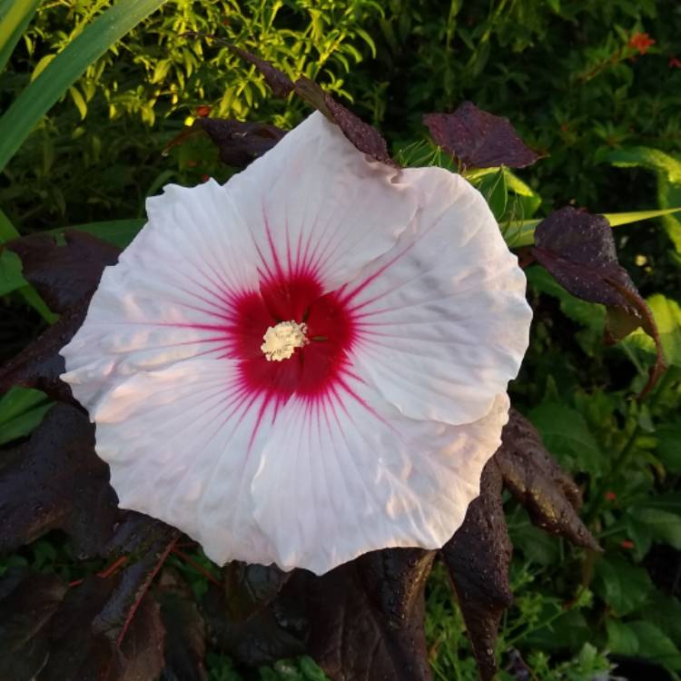 plant image 1346376 plant image 1346376