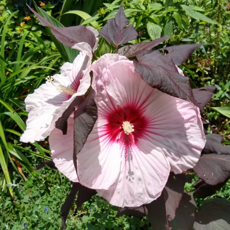plant image 1349213 plant image 1349213