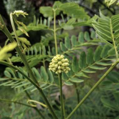 Albizia lebbeck