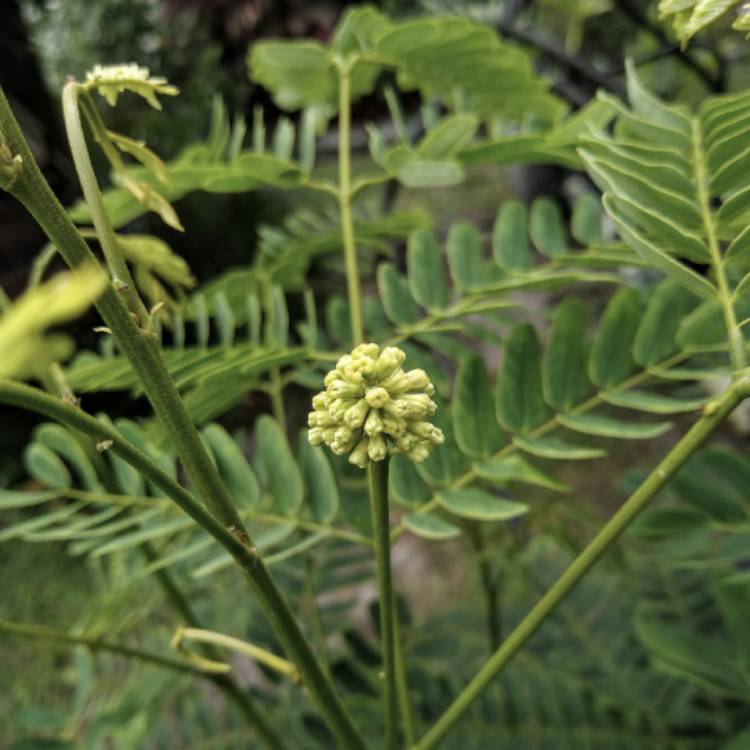plant image 1350621
