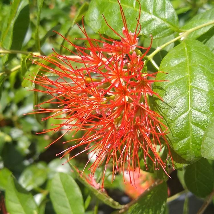 Plant image Combretum Constrictum