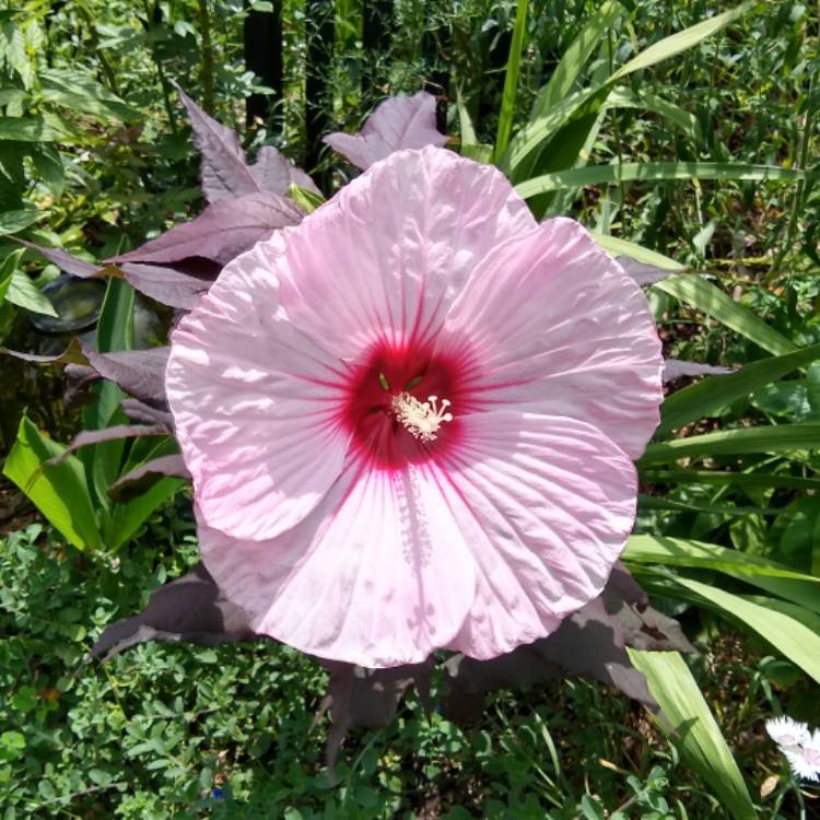 plant image 1353335 plant image 1353335