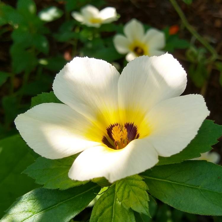 plant image 1354002