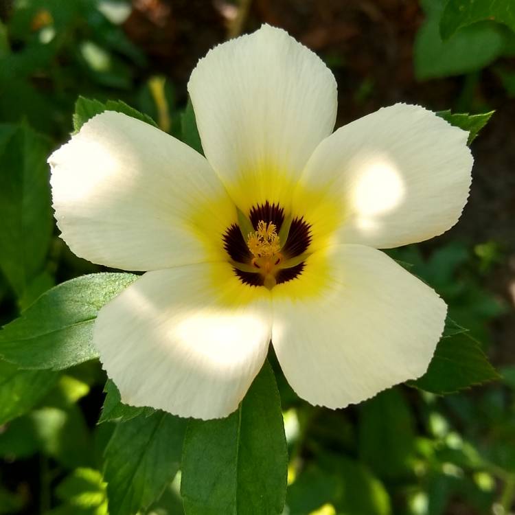 plant image 1355419