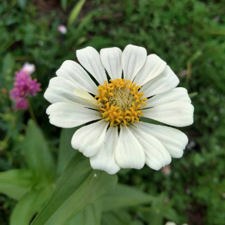plant image 1355509 plant image 1355509