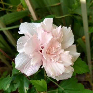 Hibiscus syriacus 'Danica'