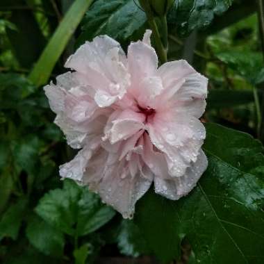 Hibiscus syriacus 'Danica'