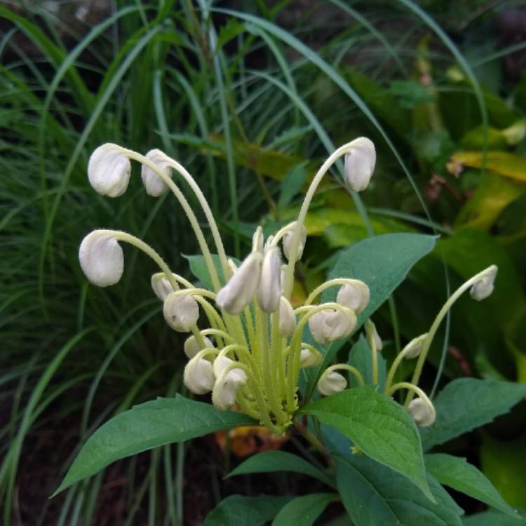 plant image 1363192 plant image 1363192