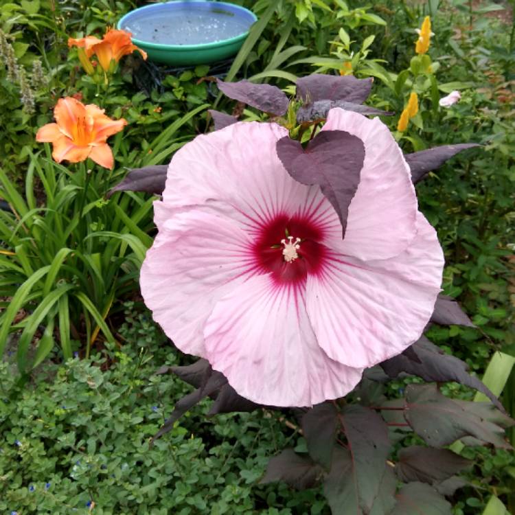 plant image 1363989 plant image 1363989