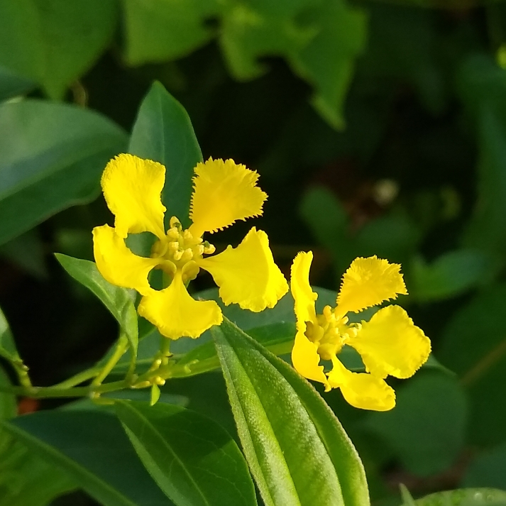 plant image 1367353 plant image 1367353