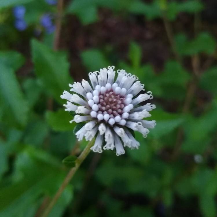 plant image 1367368 plant image 1367368
