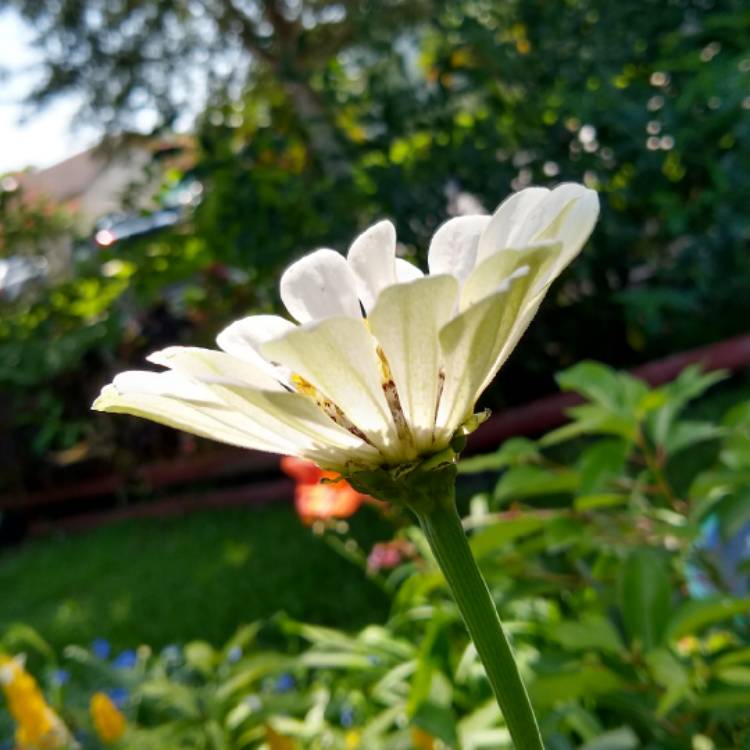 plant image 1367471 plant image 1367471