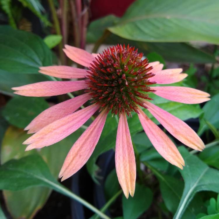 plant image 1371647 plant image 1371647