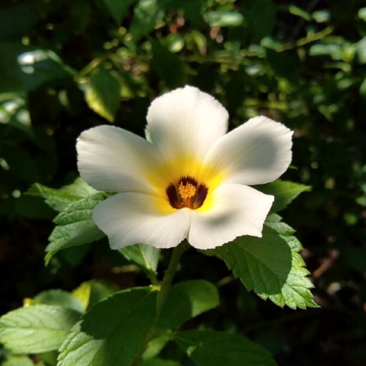 plant image 1372483