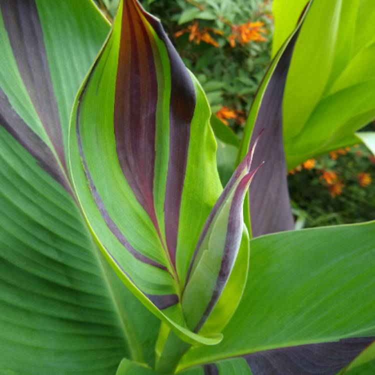 plant image 1375016