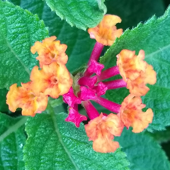 plant image 1375021