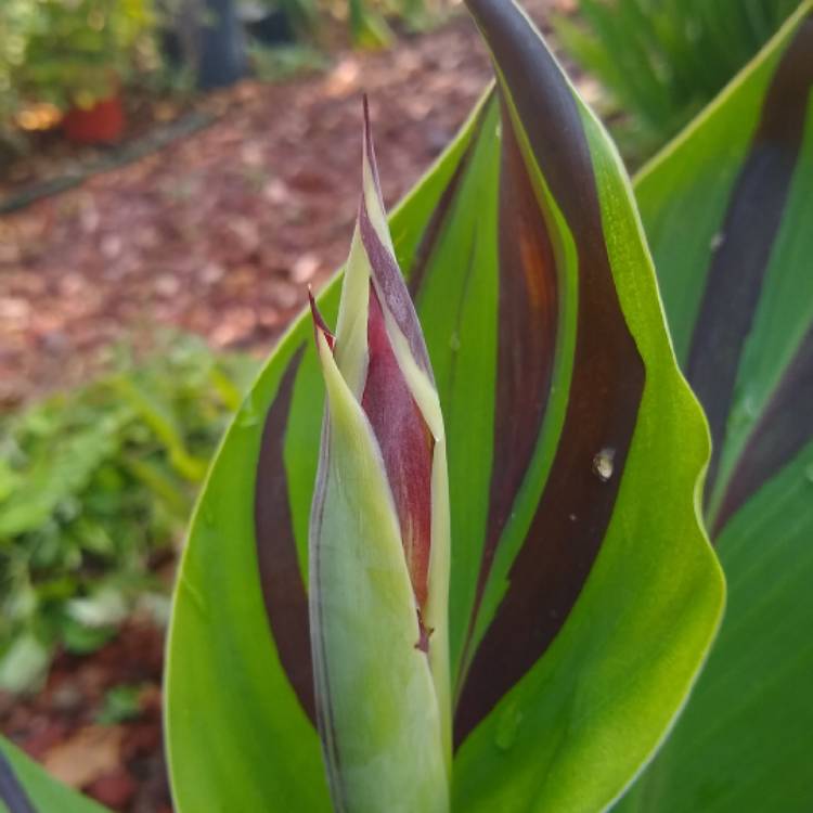 plant image 1375600