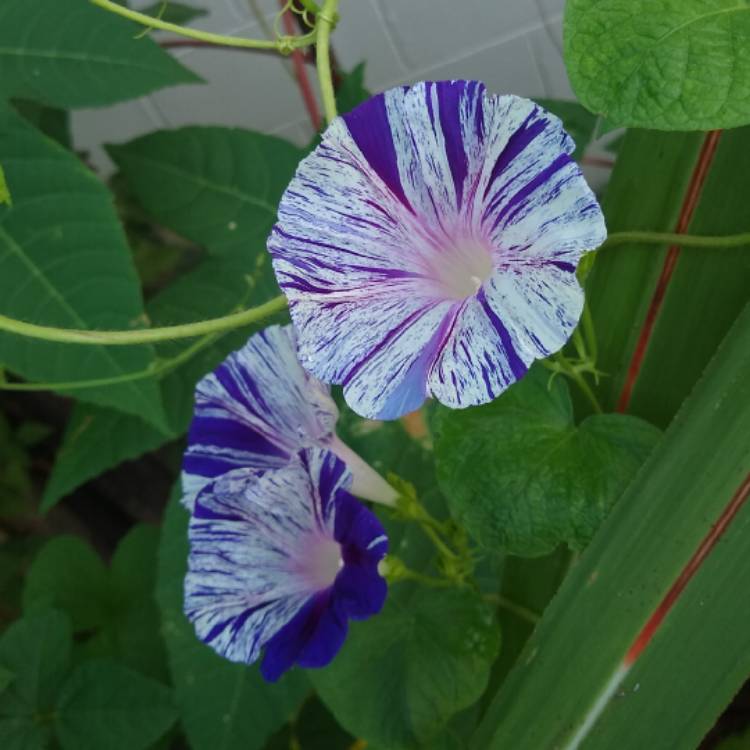 plant image 1375926 plant image 1375926