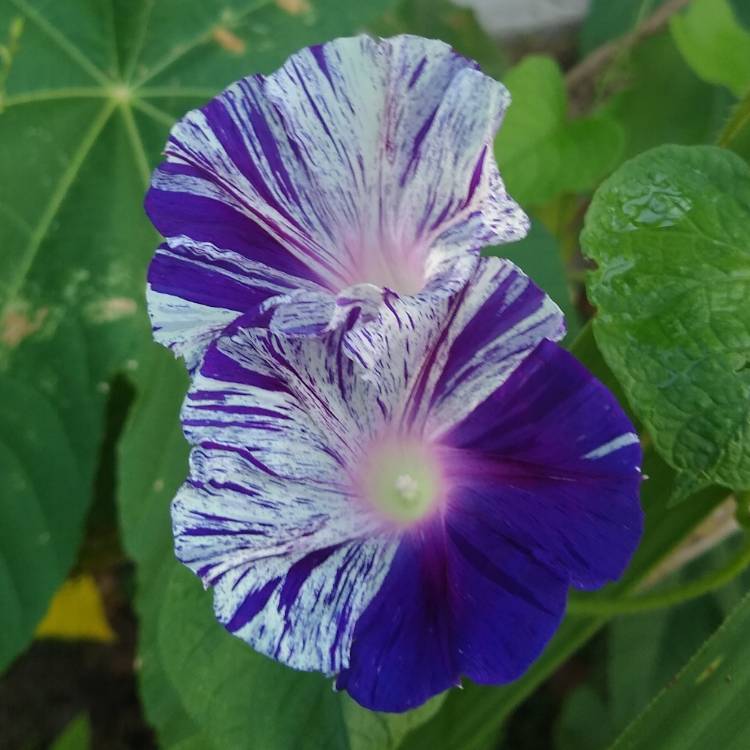 plant image 1375941 plant image 1375941