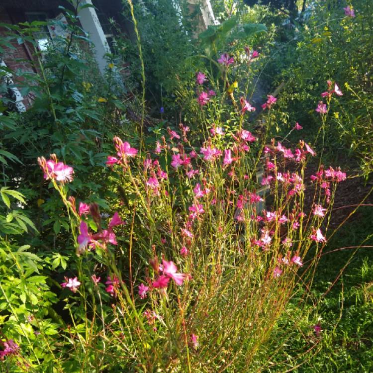 plant image 1375957 plant image 1375957