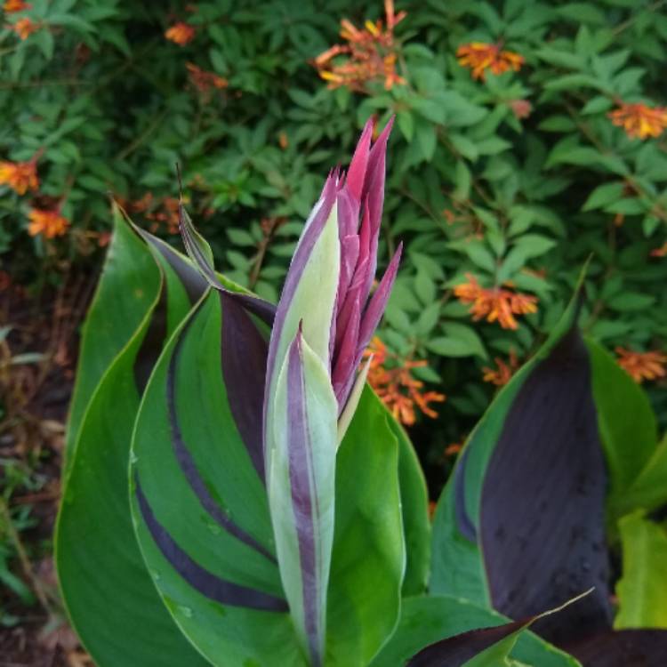 plant image 1376309