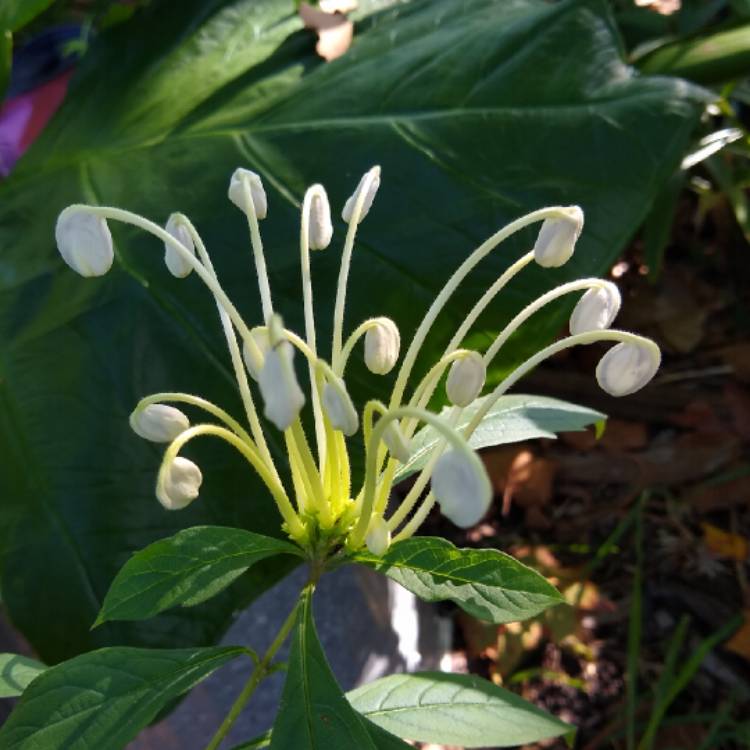plant image 1378313 plant image 1378313