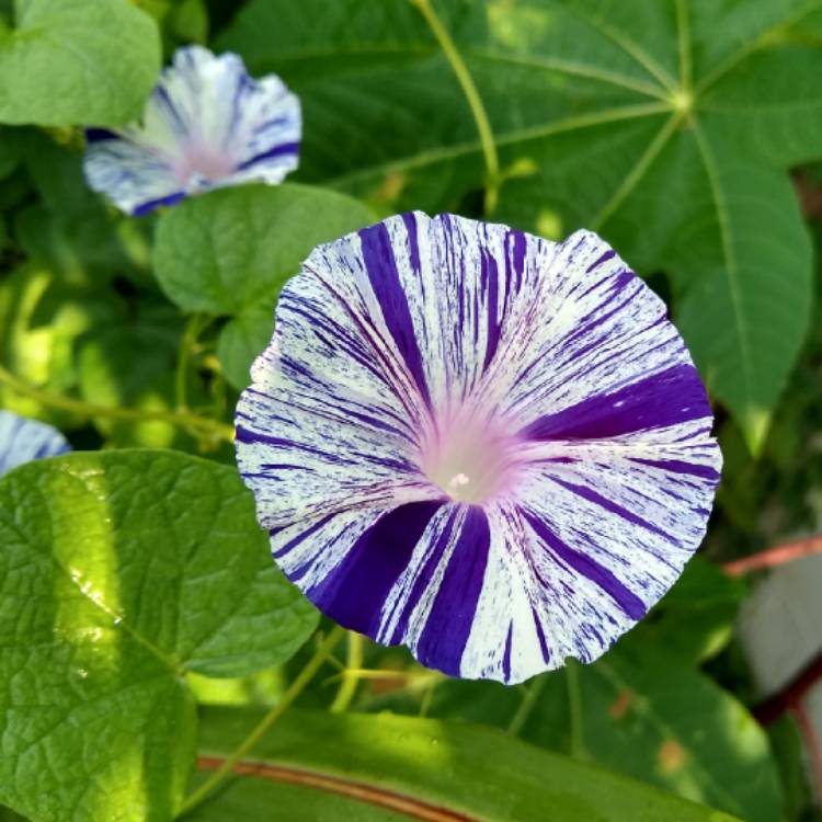 plant image 1378318 plant image 1378318
