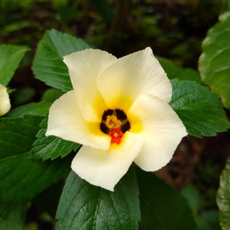 plant image 1378768