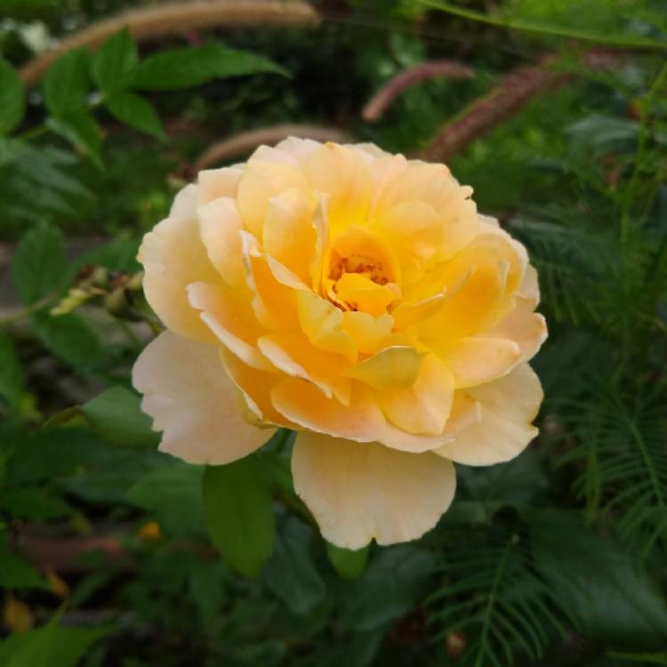 plant image 1378870 plant image 1378870