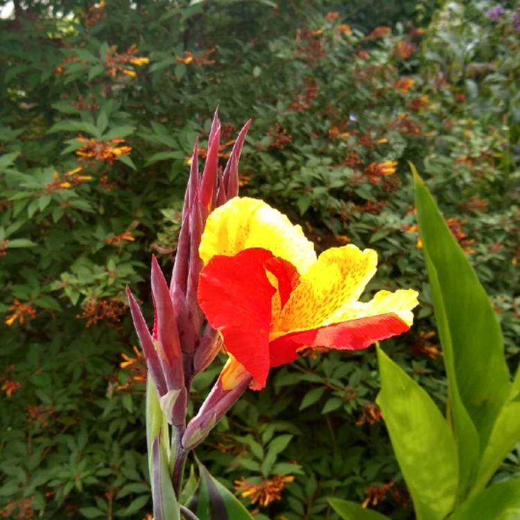 plant image 1379339